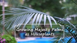 How to Grow Majesty Palms  Majesty Palm Care  Ravenea rivularis [upl. by Yemarej152]