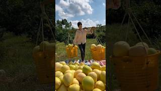 Grapefruit Lovers Rejoice At This Harvest shorts satisfyingvideo [upl. by Ayna]