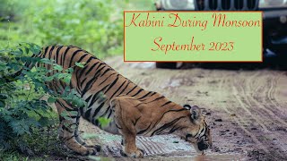 Kabini Wildlife Safari Wildlife Encounters in Kabini Karnataka India September 2023 [upl. by Kynthia]