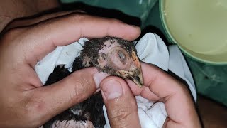 Infectious coryza in chicken  инфекционный ринит у курицы [upl. by Lanie]