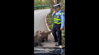 quotWhen Monkeys 🐒🚦🙈Think Theyre Above the Law👮‍♂️quotfunny monkey [upl. by Akeimat812]