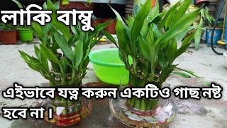 লাকি বাম্বু একটিও গাছ নষ্ট হবেনা এইভাবে করুন । lucky bamboo care  gardening tips  luckybamboo [upl. by Tad]