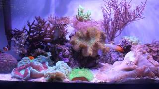 20 Gallon Long Reef Tank [upl. by Rebmetpes]