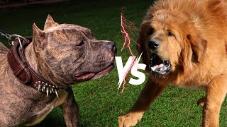 Tibetan Mastiff vs Pitbull shorts dog dogbreeds [upl. by Leiruh]