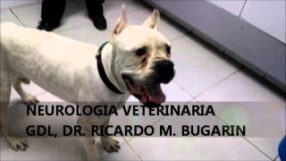 NEUROLOGIA VETERINARIA MENINGOENCEFALITIS GRANULOMATOSA [upl. by Yobybab93]