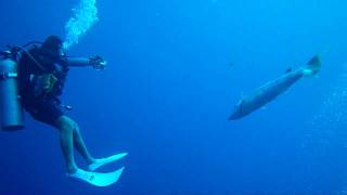 Giant Barracuda Charging group of divers [upl. by Dugas]