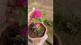 Li tik rose plant 🌺rose plants flawar love explore couple niceplace Vasu parte vlog sorts [upl. by Artemed]