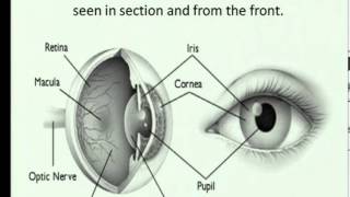 3901 Matric revision Life Sciences Eye 13 structure function [upl. by Esertal]