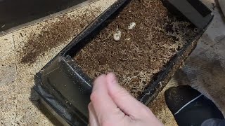 Sailfin Dragon Egg Pulling [upl. by Inahs]