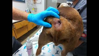 Bulldog Anal Gland Impaction amp Abscess HOW TO by Dr Kraemer Vet4Bulldog [upl. by Benjamen]