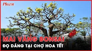 Hàng trăm gốc mai vàng bonsai đọ dáng tại chợ hoa Tết Đà Nẵng 2024  PLO [upl. by Ardnas]