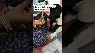 Povkurkure de do funny labrador trending viralreels youtubeshorts [upl. by Yraeht149]