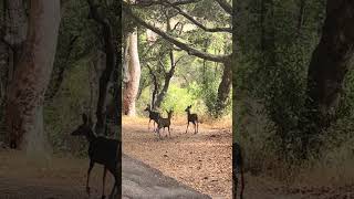 Paso Robles vineyardlife getaway fun explore beautiful animals nature horseriding 2024 [upl. by Ahsehat]