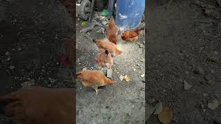 5 gallinas criollas todas coloradas😱 [upl. by Grubb]