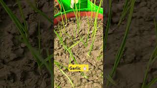 gardening garlic gardeningtips nature terracegarden vegetables [upl. by Ellemrac932]