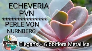 51100 Echeveria Perle von Nurnberg Succulent Care Guide  A hybrid born in Germany PVN [upl. by Itsrik]