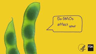 Do GMOs Affect Your Health [upl. by Shumway760]