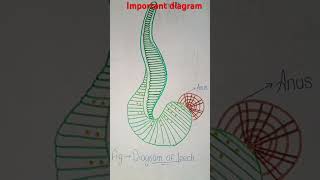 Annelida Ex earthwormnerisleechArthropoda cockroach 🪳 prawn 🦐 silkworm diagram in this video [upl. by Genevra595]