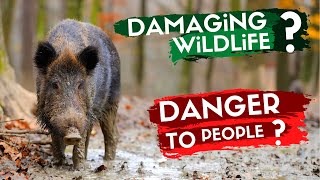 REWILDING BRITAIN  The Controversial Story of Wild Boar [upl. by Ael999]