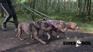 Staffordshire Bull Terrier  presents SuperDog acessories [upl. by Enram]