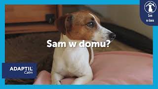 Kiedy pies zostaje sam w domu  Adaptil Calm [upl. by Sweyn]