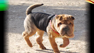 Shar pei Dog breed your perfect pet [upl. by Dihsar]