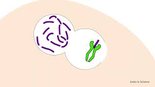 Antigen processing and presentationEndocytic pathwayExogenous pathway [upl. by Annis]