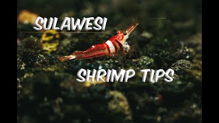 Sulawesi Shrimp Tips The Ultimate Guide to Keeping and Breeding Them [upl. by Raskin]