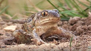 Common Spadefoot Toad Pelobates fuscus digging itself to the soil [upl. by Neeluqcaj459]