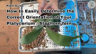 How to Easily Determine the Right Orientation of your Platycerium Staghorn Fern  Ep114 [upl. by Aihsei11]