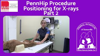 PennHip Procedure Part 2  Positioning for X rays [upl. by Ahsaeit]