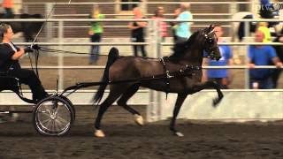 Society Horse Show  Iowa State Fair 2012 [upl. by Hatti287]