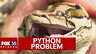 Invasive pythons moving closer to Orlando after wreaking havoc on South Florida [upl. by Dranyam]