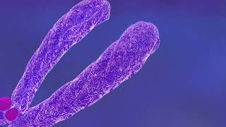 Chromosomes  Fundamentals of Biology [upl. by Lamont502]