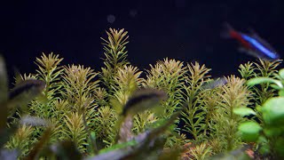 Rotala wallichii a rotundifolia ve 112l  KonAkva 89 [upl. by Notecnirp]