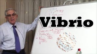 Vibrio Gramnegative bacteria  بكتيريا الضمة البكتيريا السالبة لصبغة جرام [upl. by Zullo]