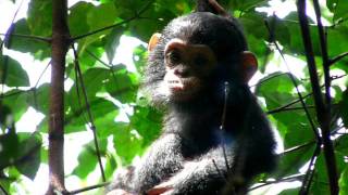 Baby chimpanzee [upl. by Atilrahc]