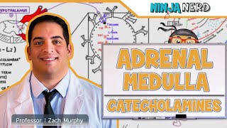 Endocrinology  Adrenal Medulla  Catecholamines [upl. by Sebastiano]