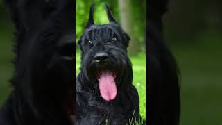 Giant Schnauzers 5 Amazing Dog Facts You Didnt Know 🐾 [upl. by Aslehc912]