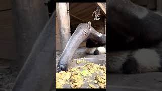 Anteaters are unique and rare insecteating animalsanimals hunting viralsorts fypyoutube [upl. by Robenia]