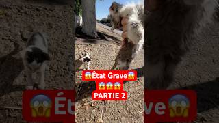 Sauvetage d’un chaton malade Partie 2 animal animals [upl. by Schaper]