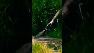 Cheetahs Close Call Wrong Crocodile Deadly Escape shorts animals [upl. by Lissner]