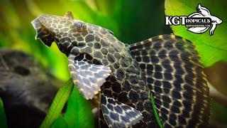 One Of The Most Mistreated Fish In The Hobby Top 10 Things About The Common Plecostomus [upl. by Nhabois345]