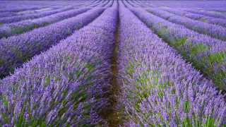 A focus on English Lavender All you need to know about Lavandula angustifolia [upl. by Siwel623]