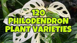 120 PHILODENDRON PLANT VARIETIES 🌱🌿 [upl. by Buerger336]