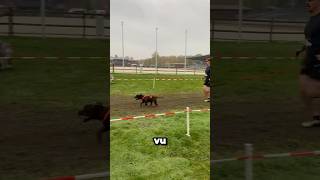 Au CaniXOpen j’ai vu 👀 malinois dog canicross [upl. by Elimay]