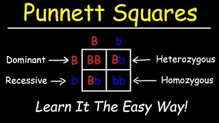 Punnett Squares  Basic Introduction [upl. by Schnapp]