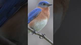 Bluebird Song Video Short Bird Sounds for Relaxation [upl. by Addison741]