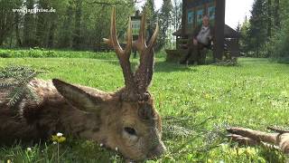 Bockjagd in Pommern  Oberförsterei Polanow Roe deer hunt  forestry Polanow [upl. by Gayner]