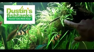 How to trim aquarium plants Jungle Val and Java ferns [upl. by Douglass445]